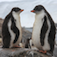 Antarctica – Standing on the Bottom of the World Icon